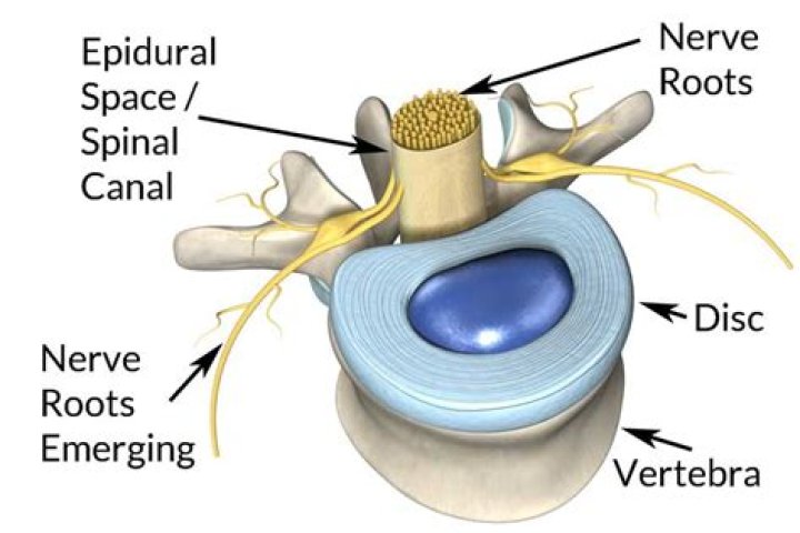 What major nerves pass through the epidural space