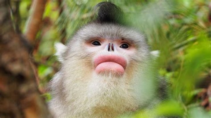 What monkey has a flat face