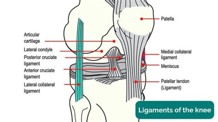 What movements do the fibular and tibial collateral ligaments prevent