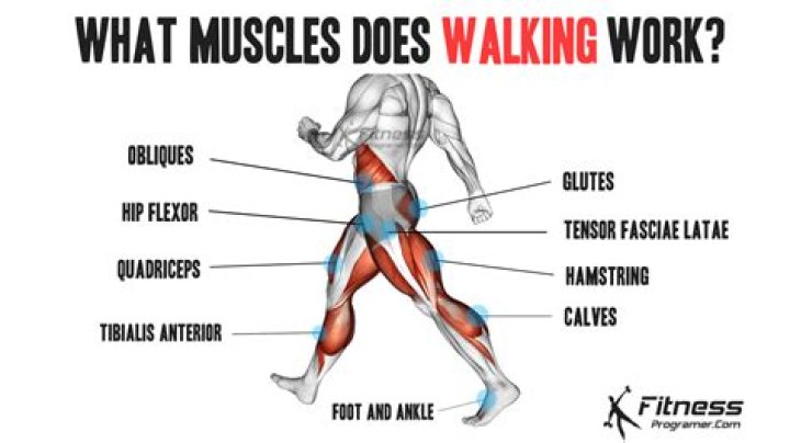 What muscles do you use to walk up stairs
