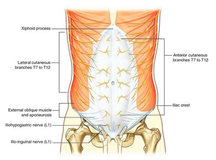 What nerve Innervates abdominal wall