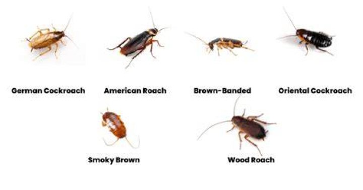 What other bugs look like roaches