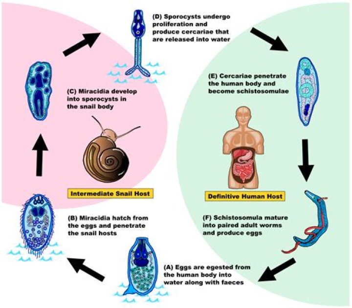 What parasite uses snails as intermediate hosts