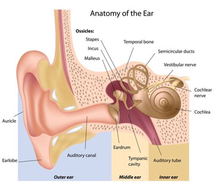 What part of the eardrum are the hammer anvil and stirrup