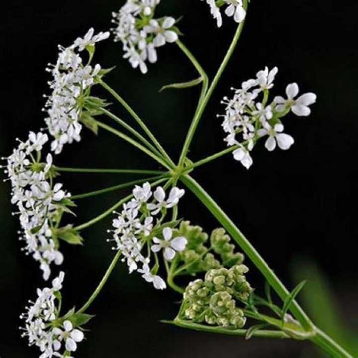 What plant looks like cow parsley