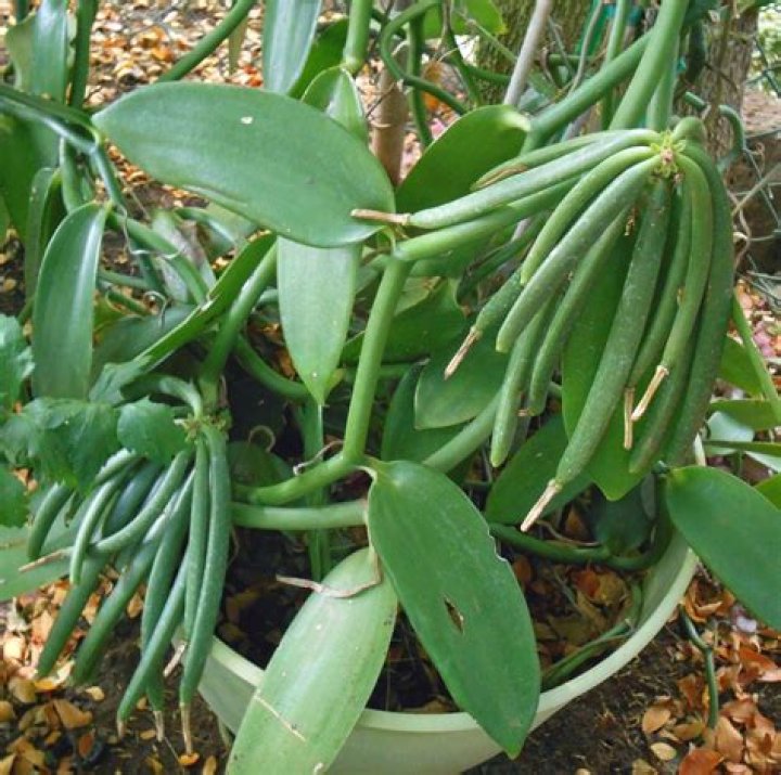 What plant produces vanilla beans