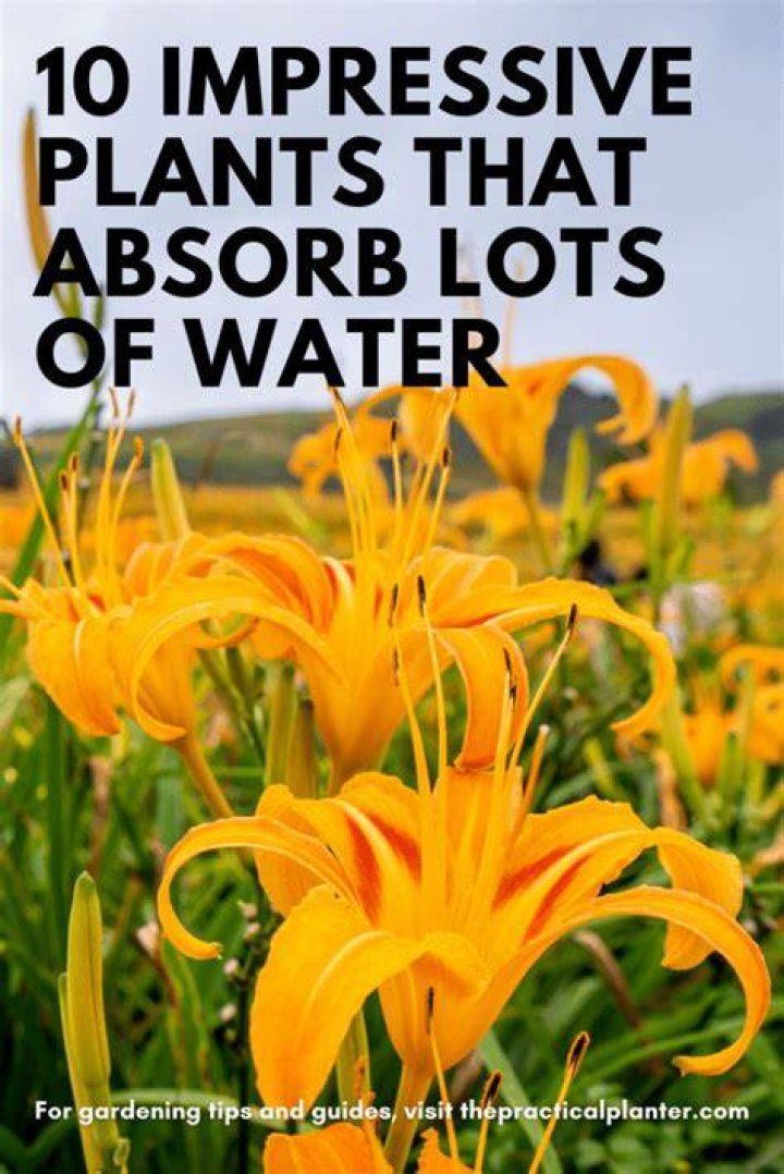 What plants absorb a lot of water