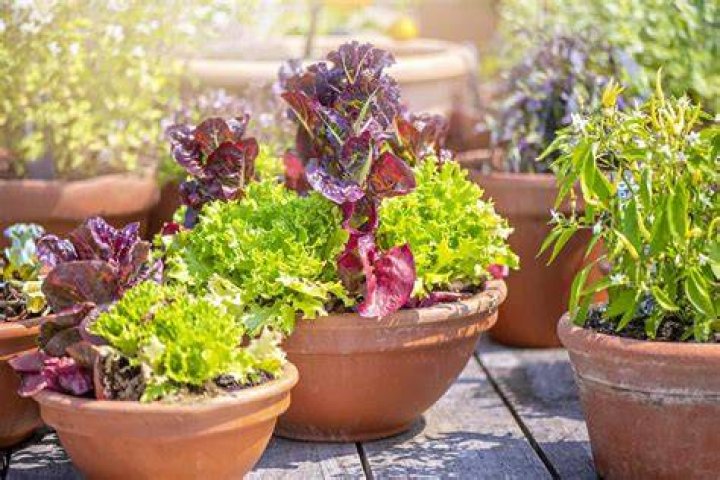 What plants can grow in small containers