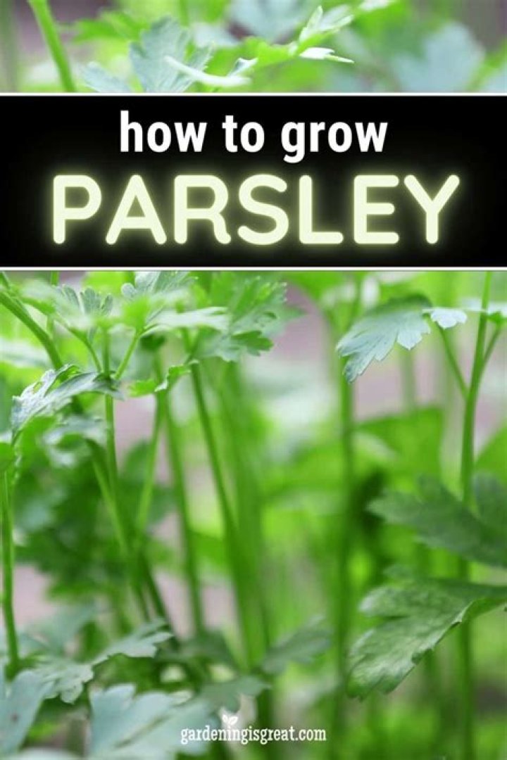 What plants grow well with parsley