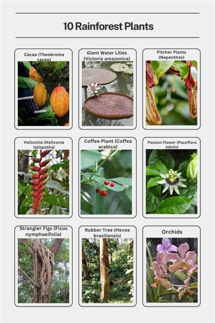 What plants live in the scrub forest