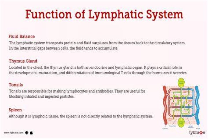 What plays specialized roles in both the lymphatic and immune systems