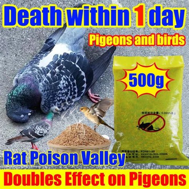 What poison will kill pigeons