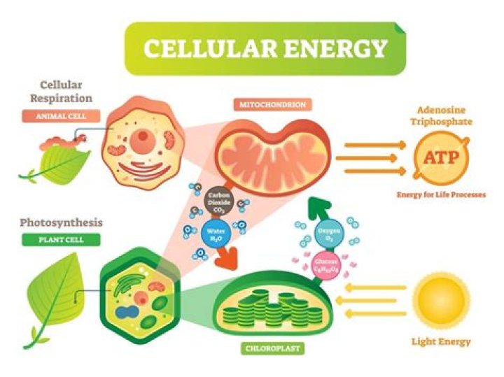 What releases energy from food in a cell