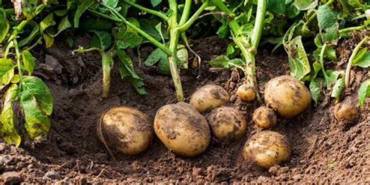 What season do potatoes grow in Australia