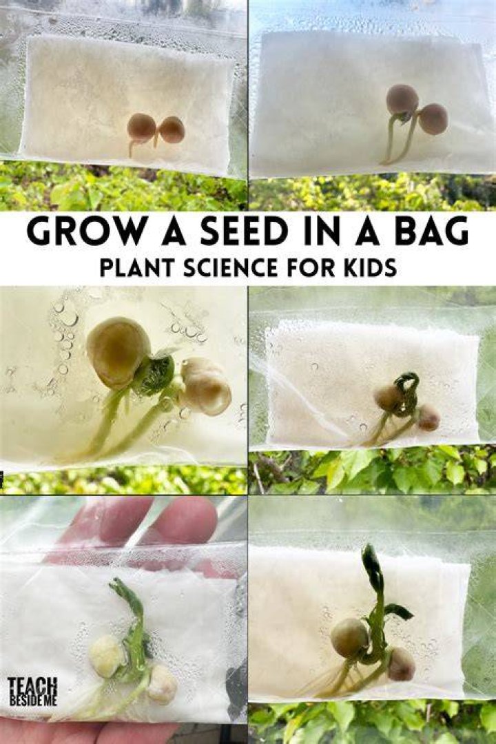 What seeds grow well indoors
