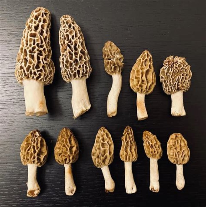 What size is a mushroom