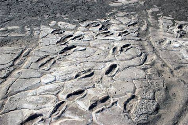 What species made the Laetoli footprints