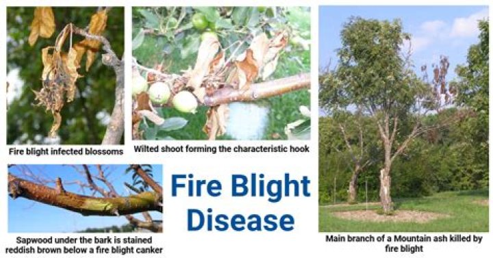 What trees does fire blight affect