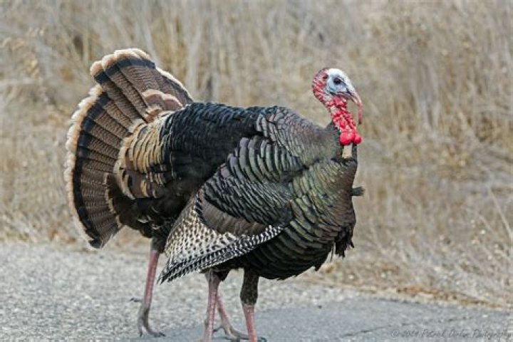 What type of beak does a turkey have
