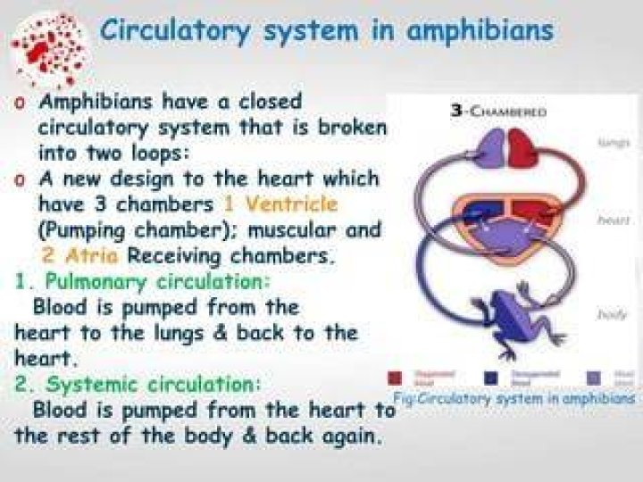 What type of circulatory system do amphibians have