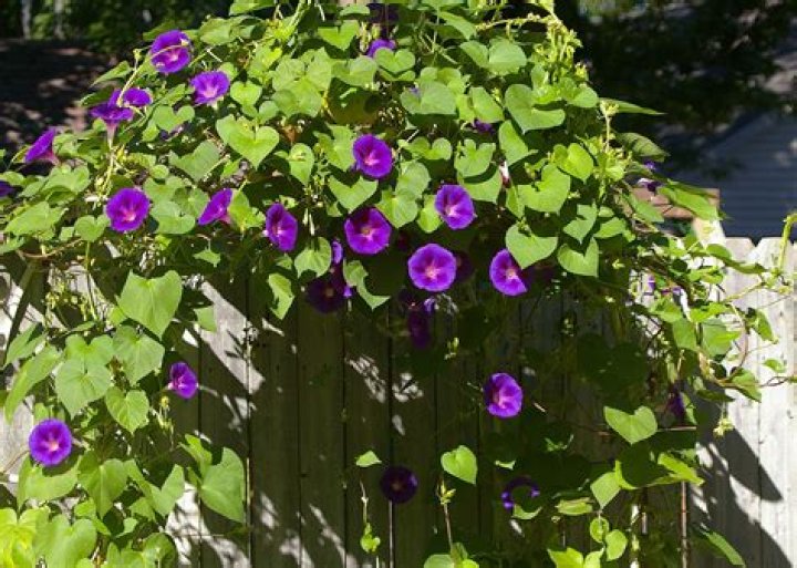 What type of flower is a morning glory