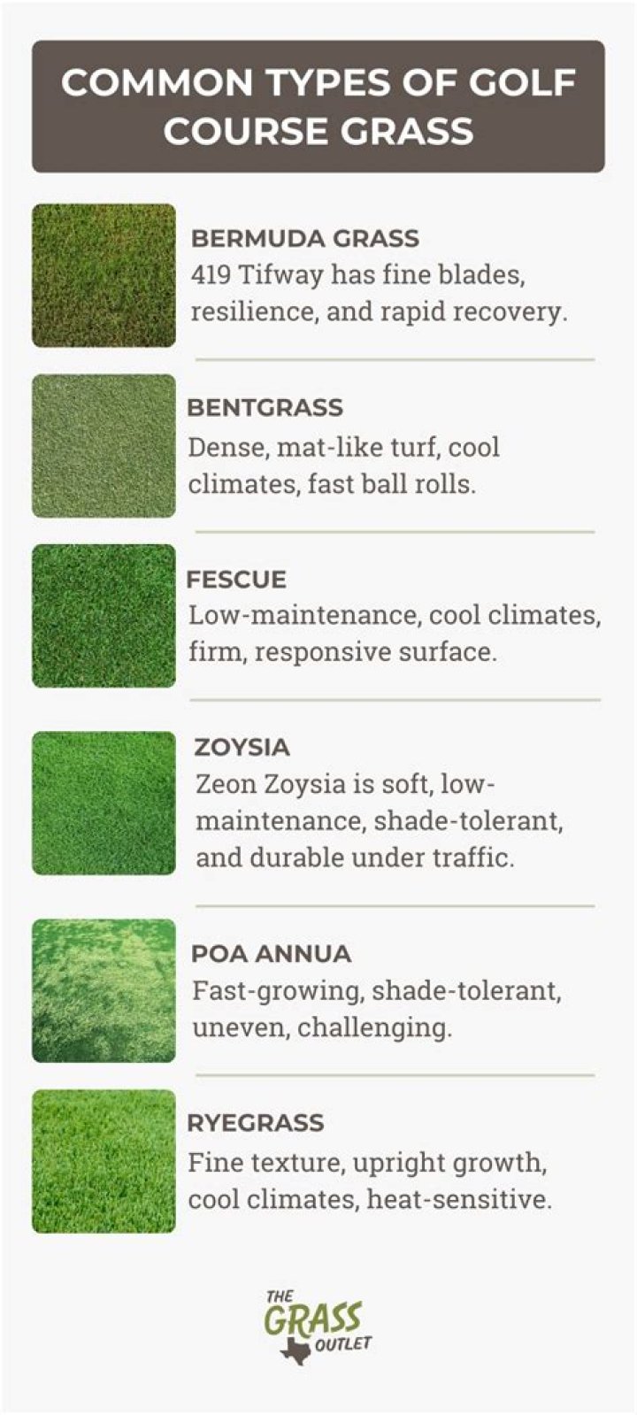What type of grass is used for golf greens