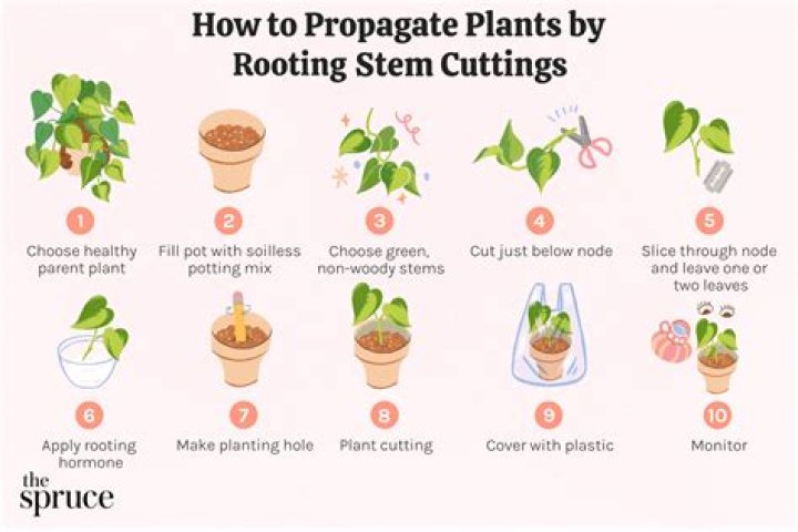 What types of plants can be propagated