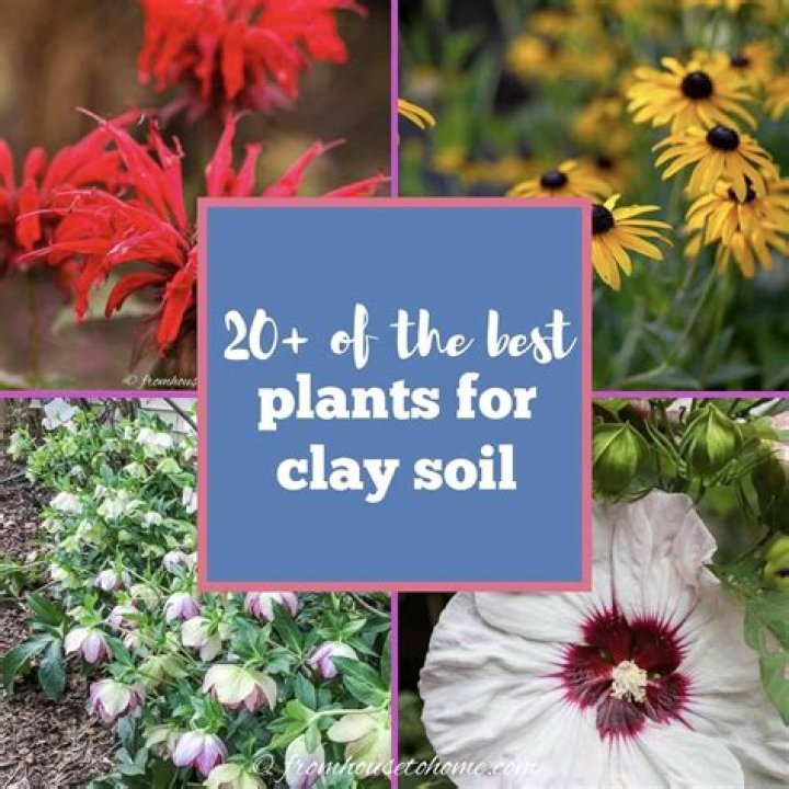 What types of plants grow in clay soil