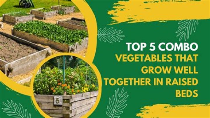 What vegetables grow well in raised beds