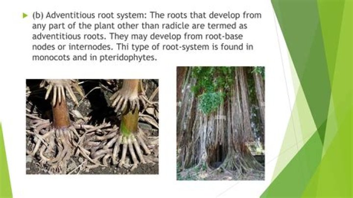 Whats an adventitious root