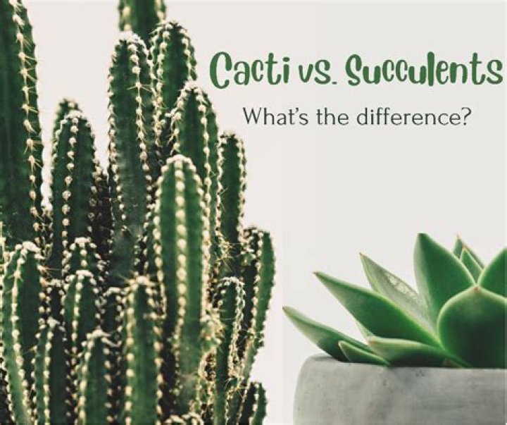 Whats the difference between a cactus and a succulent