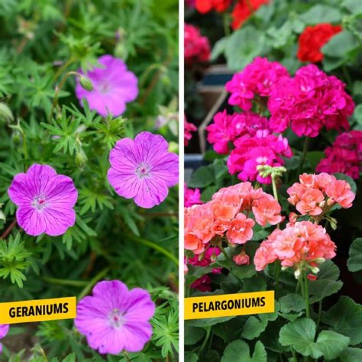 Whats the difference between a geranium and a pelargonium