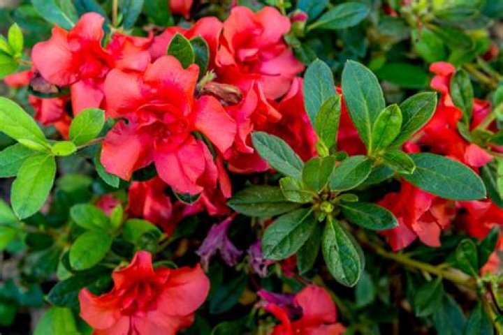 When can you transplant azaleas UK