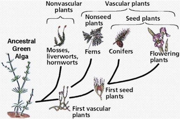 When did the first vascular plants appear