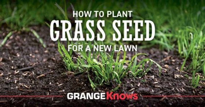 When should I plant grass seed in San Diego