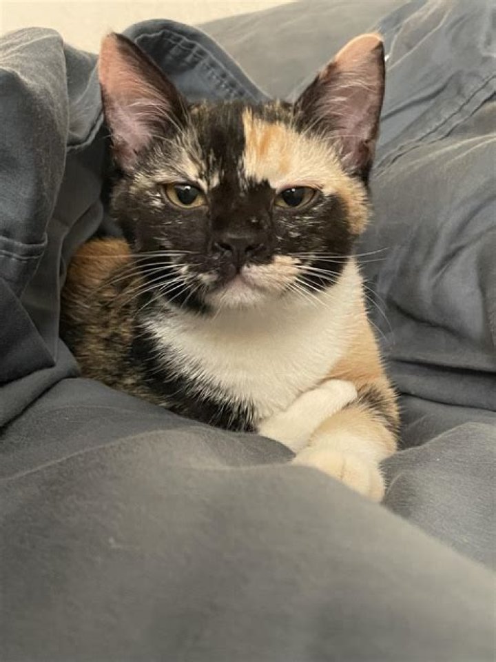 When should I retest FeLV positive kitten
