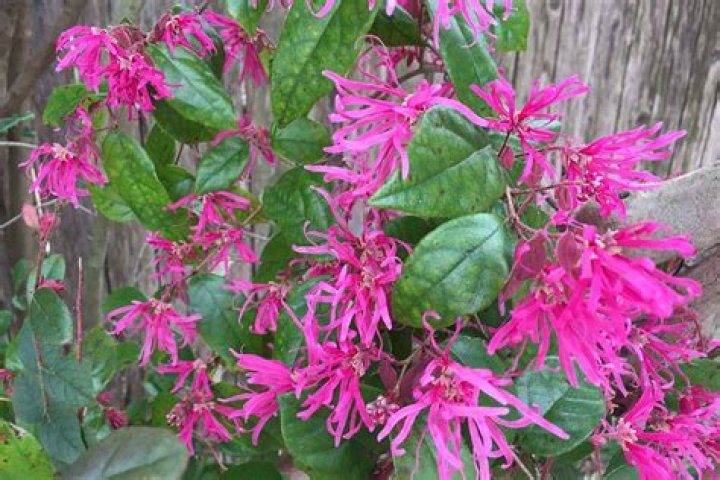 When should you plant loropetalum