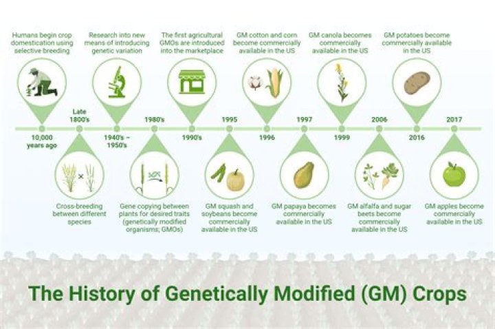 When was squash genetically modified