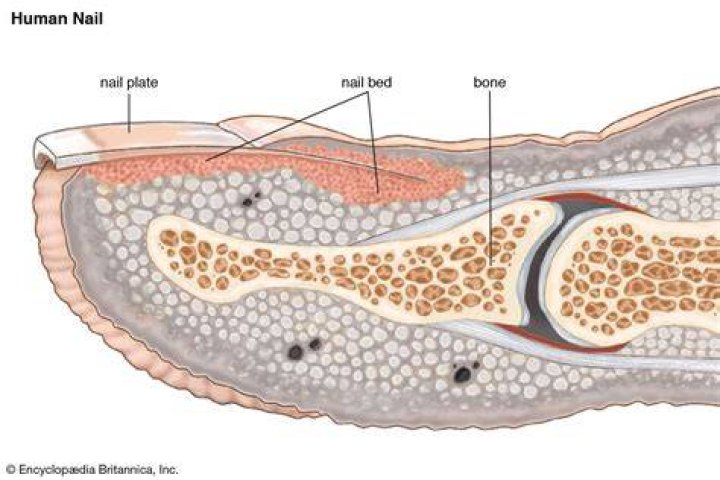 Where are nail plate cells formed