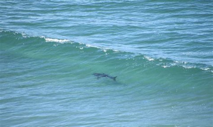 Where can I see sharks in San Diego