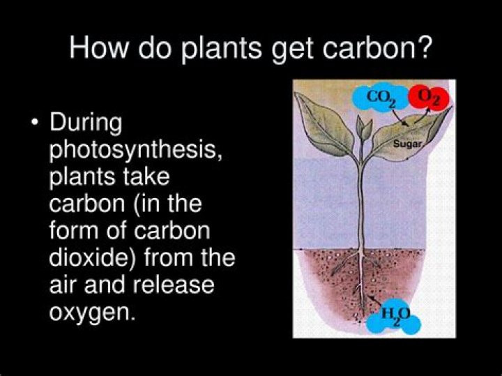 Where do plants get their carbon