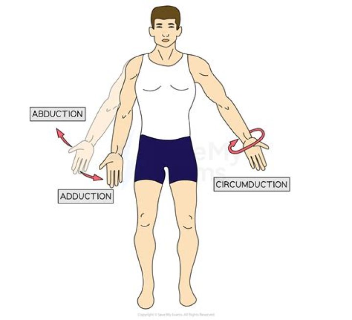Where does abduction and adduction occur