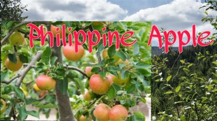 Where does Apple grow in India