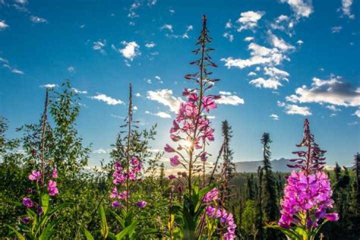 Where does Fireweed grow in Alaska