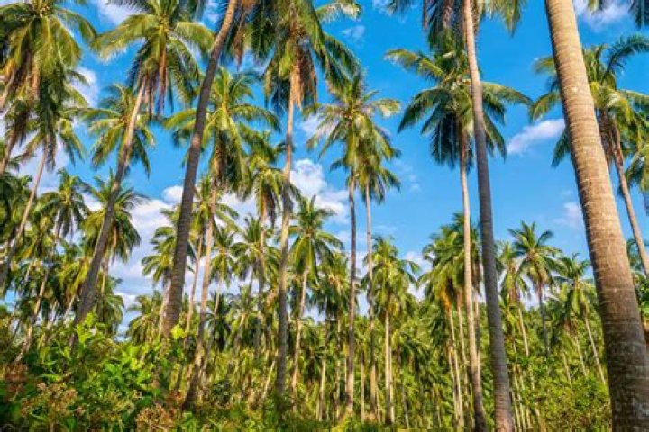Where does Heart of Palm come from