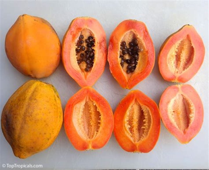 Where does papaya fruit come from