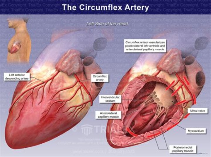 Where does the circumflex artery supply blood to