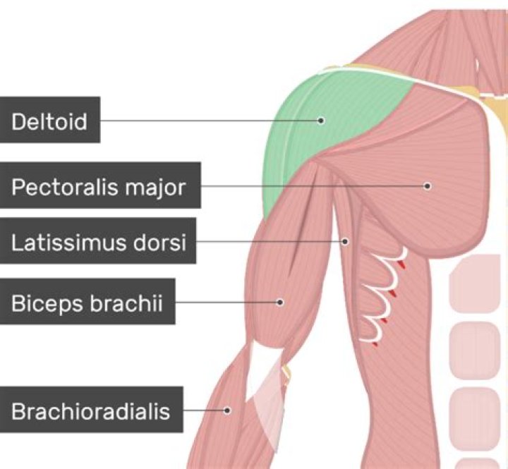 Where is anterior deltoid