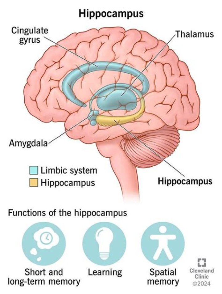 Where is the memory concerned the hippocampus