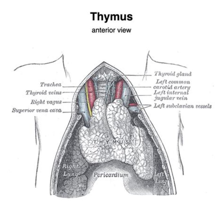 Where is the thymus gland and what does it do